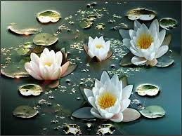 Paling keren 30 lukisan bunga hitam putih 3d sketsa bunga sketsa tato bunga mawar download 0856 850 3437 jasa lukisan tembok b lukisan bunga lukisan mural Gambar Bunga Teratai Putih Yang Cantik Water Lilies Beautiful Bouquet Of Flowers Beautiful Flowers