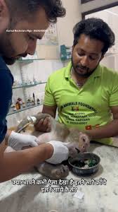 क्या आपने कभी ऐसा देखा है इतने सारे काँचे इसने खाये कैसे?  @ronak_karnal_rockstars_family @karnalrockstars