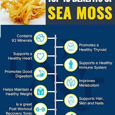 A Few Seamoss Benefits Take Seamoss Daily I Provide Fresh Wildcrafted Sea Moss Imported From Grenad Seamoss Benefits Sea Moss Healthy Thyroid