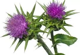 Deve Dikeni Milk Thistle Faydalari 2020 Sifali Otlar Bitki Dogal