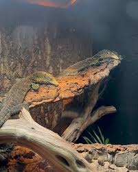 Image result for Vepris bachmannii