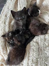 Free kittens available for rehoming in Elgin area