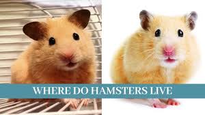 We did not find results for: Where Do Hamsters Live Where Do Hamsters Live In The Wild Do Hamsters Still Live In The Wild Youtube