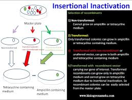 What Is Insertional Inactivation How It Helps In The Selection Of Recombinant Colonies Biology Ap Biology Exam