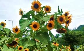 10 taman bunga terindah di indonesia no 2 tawarkan musim. Pesona Kebun Bunga Matahari Kediri Jawa Timur Dunia Asa Wisata Dan Kuliner