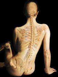 Skeletal muscles are attached to the bones by tendons. The Body S Bones And Muscles Healthy Living Center Everyday Health