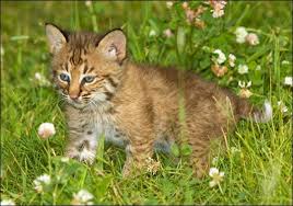 Animal Planet Shows Watch Now For Free Animal Planet Baby Animals Funny Animals