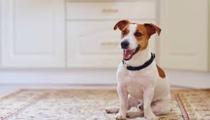 Jack Russel Terrier Irki Ve Ozellikleri Ajanimo