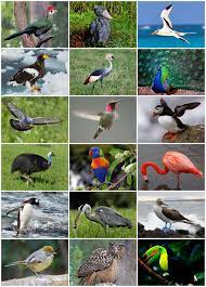 Birds are a monophyletic lineage, evolved once from a common ancestor, and all birds are related through that common origin. Bird Wikipedia