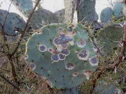 Walking through desert terrain presents a particular set of challenges not found in touching these even very lightly will get them stuck in your skin, and they're much more difficult to remove than spines. How To Get Rid Of Cactus Fungus World Of Succulents