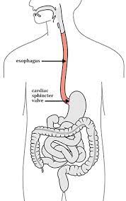Anatomy Physiology Digestive