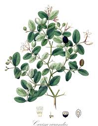 Image result for Periglossum mackenii