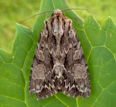 Image result for Apamea monoglypha