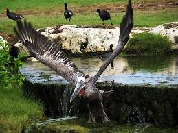 Aruba Birds Not Just Bars Bald Eagle Aruba Island