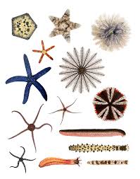 This picture displays a host of underwater creatures that are fascinating. Echinoderm Wikipedia
