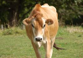 Cows Wallpapers Downloadeer Simply The Best Animals Cow Wallpaper Animal Pictures