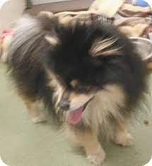 City dogs cleveland is a program of cleveland animal care control (cacc), located at 9203 detroit ave, cleveland, oh 44102. Cleveland Oh Pomeranian Mix Meet Gizmo A Dog For Adoption Pomeranian Mix Dog Adoption Pomeranian