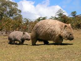 Pin By Patricia Wolford On Collective Animal Nouns Australia Animals Animals Beautiful Animals