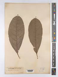 Image result for Caloncoba