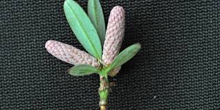 Image result for Podocarpus latifolius
