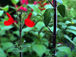 Image result for Sebaea microphylla