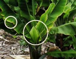 The life cycle of various aphid species varies widely. Bunchy Top Of Banana Symptoms Epidemiology Management