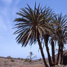 Image result for Dissotis pachytricha