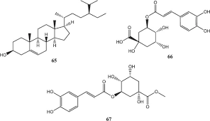 Image result for Landolphia incerta