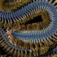 Image result for Acritochaete