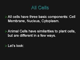 Packing all this material into a microscopic cell nucleus is an extraordinary feat of packaging. Plants Vs Animal Cells All Cells All Cells