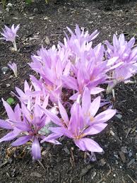 Image result for Colchicaceae