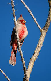 Image result for Pycnostachys coerulea