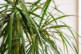 We did not find results for: My Dracaena Is Losing Leaves Reasons For Leaves Falling Off Dracaena Plants