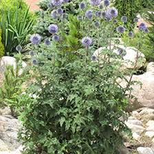 Image result for Cyrtanthus welwitschii