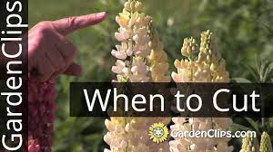 Once each flower stalk is done flowering, you can deadhead the spent spikes to promote plant health and the production of secondary blooming spikes; Lupines When To Cut Flowers Youtube