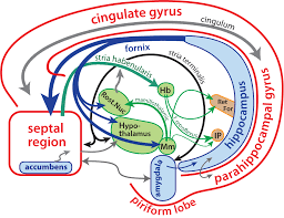 Image result for Limbic System