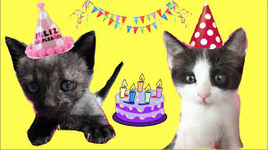 Cumpleanos De Mis Gatitos Bebes Luna Y Estrella Para Ninos Funny Cats Youtube