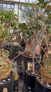 Image result for Xerophyta trichophylla