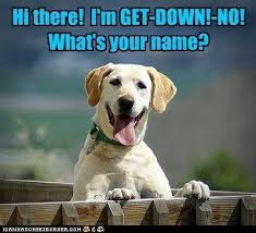 11 Things That Will Inevitably Happen When You Walk Your Dog Funny Dogs Funny Animals Funny Animal Pictures