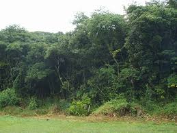 「内裏塚古墳」の画像検索結果