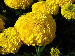 The history of marigold flowers. Mexican Marigold Tagetes Erecta Feedipedia