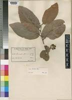 Image result for Diospyros kirkii