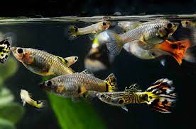 Jul 27, 2021 · the archer fish is a tropical, schooling species that can live in brackish or freshwater. 22 Small Aquarium Fish Breeds For Your Freshwater Tank