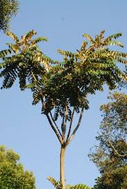 Image result for Polyscias fulva