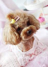 Now every short haired dog can wear a bow with sassy sallie's hair bows for dogs. Bows For Puppies With Short Hair Pasteurinstituteindia Com