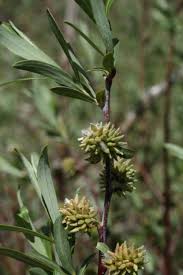 Image result for Casearia battiscombei