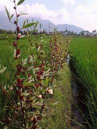Ekstrak bunga rosella disebutkan memiliki khasiat yang sama dengan obat kumur klorheksidin. Pesantren Ekologi Ath Thaariq Bunga Rosella Katalog Benih Pesantren Ekologi Garut