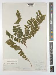 Image result for Cnestis