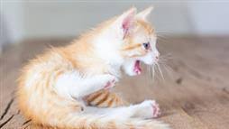 Ask yourself this question, after you run around rigorously, don't you breathe deeper and more frequently immediately following? Panting In Cats When Is It A Sign Of Trouble