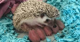 Has been added to your cart. A Baby Hedgehog From Birth To Weaned Heavenly Hedgies